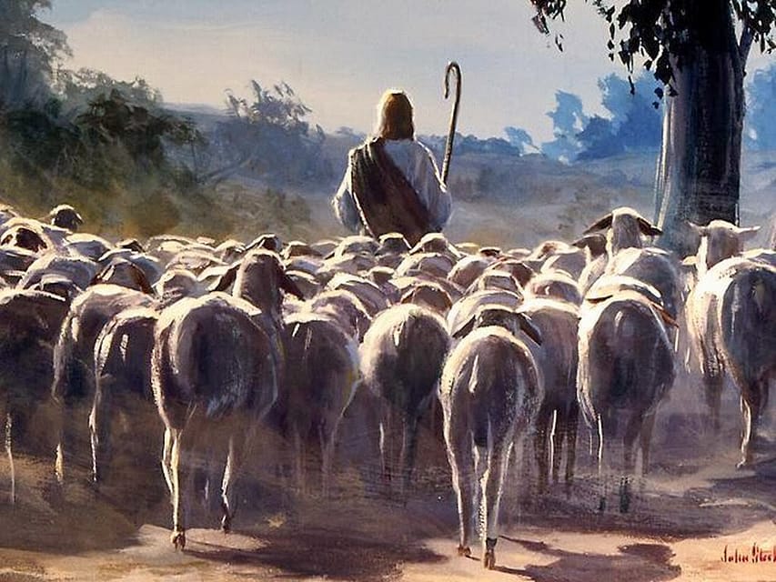Free sheep under the true Shepherd