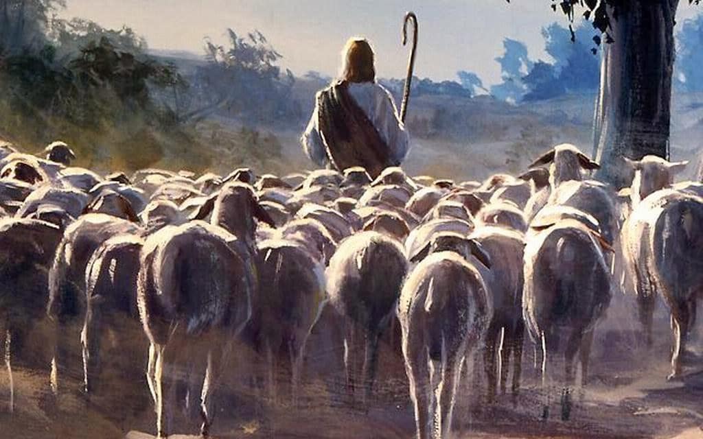 Free Sheep Under the True Shepherd